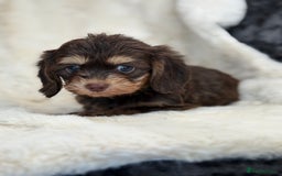 Mixed Breed dogs for sale: Gorgeous Daxi cross puppies  - Advert 13
