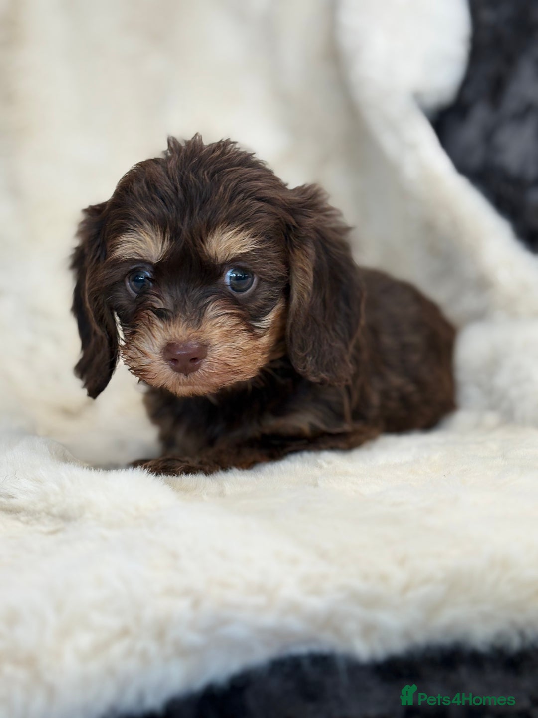 Mixed Breed dogs for sale: Gorgeous Daxi cross puppies  - Advert 13