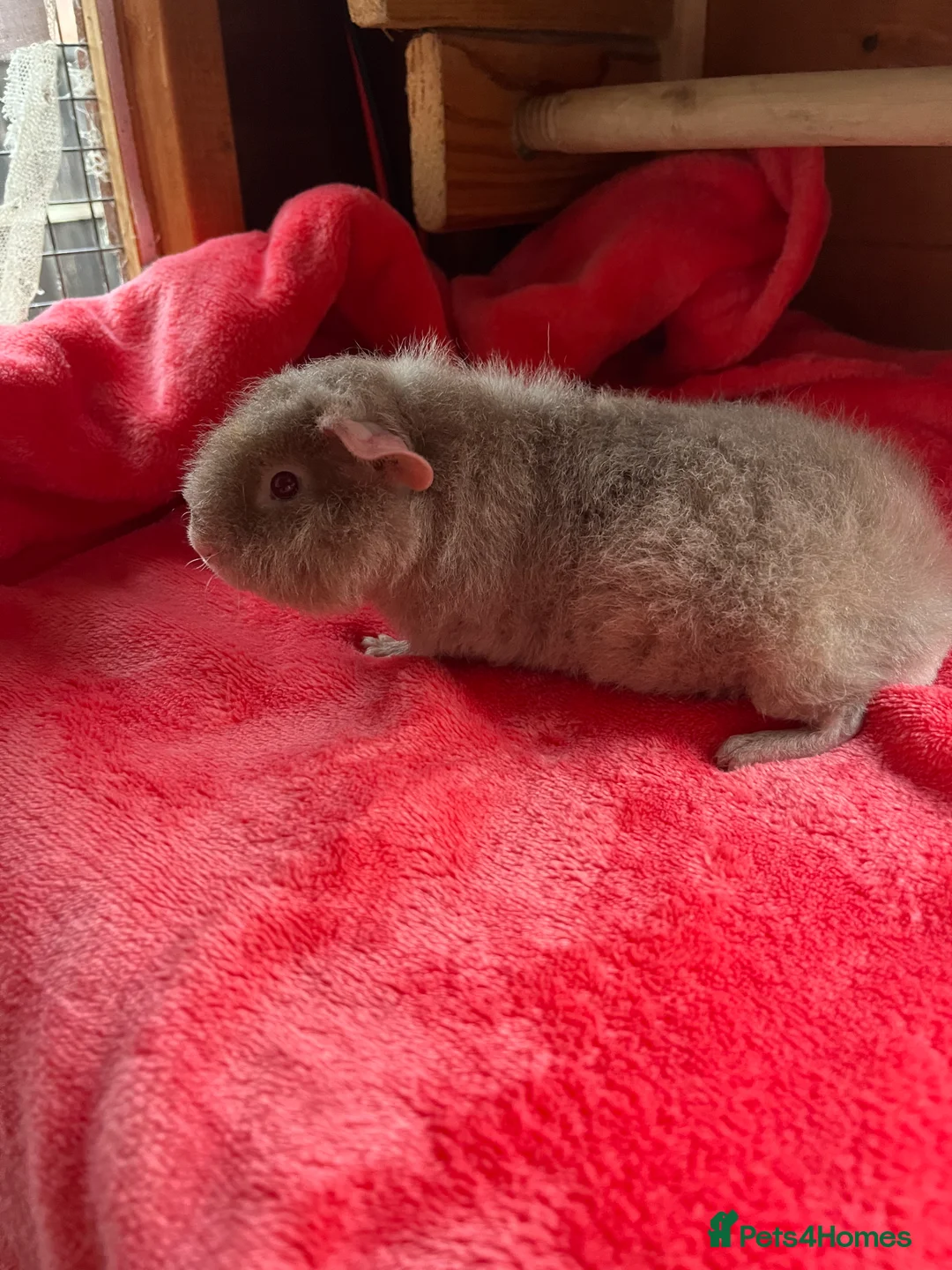 Guinea Pig rodents for sale: Young male Teddy - Advert 2