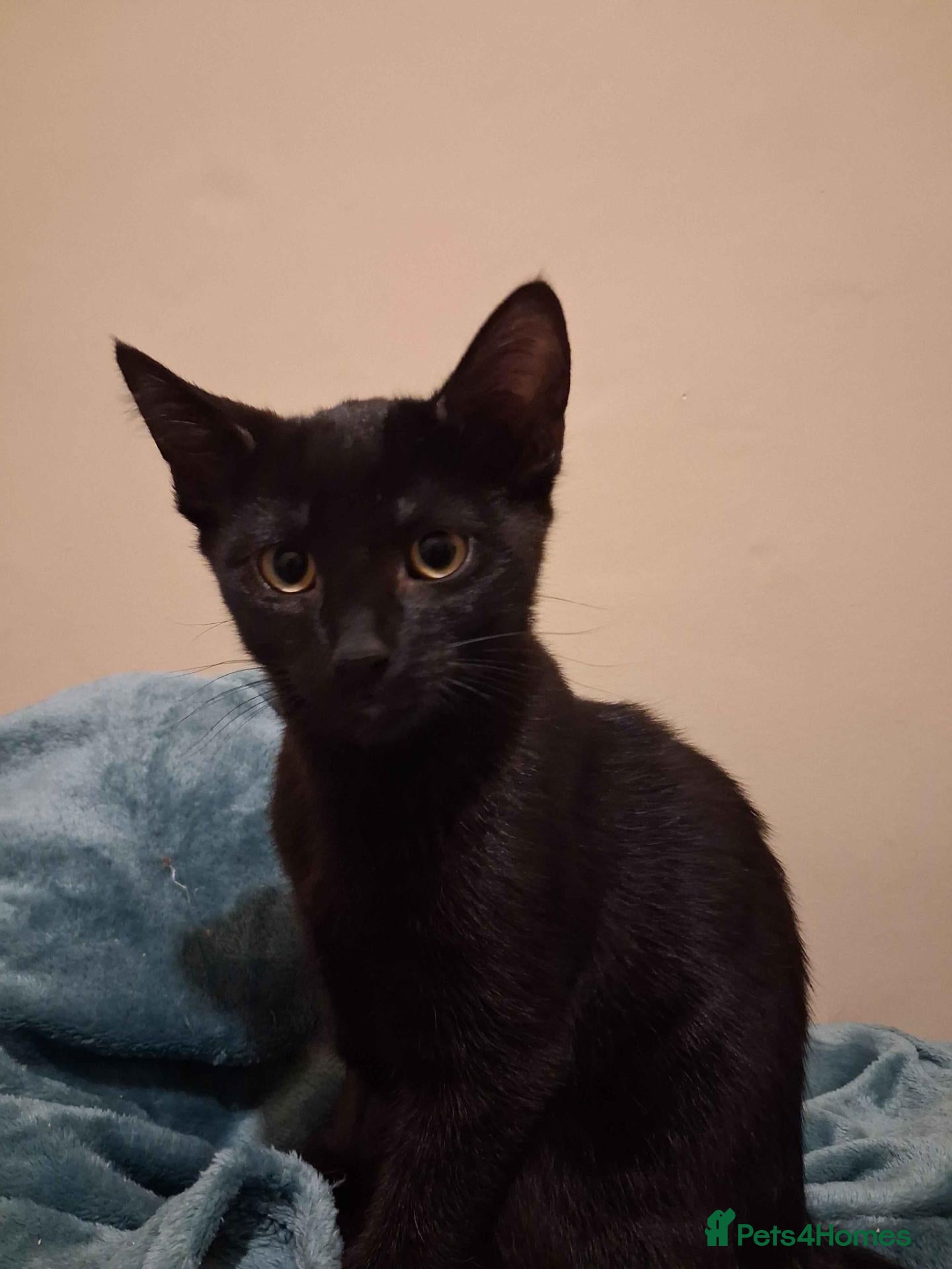Mixed Breed cats ADOPTION: Croissant  - Advert 2