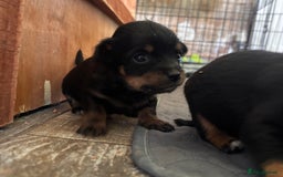 Mixed Breed dogs for sale: Jackawawa - Image 9