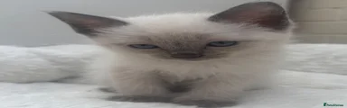 Ragdoll Kitten 4