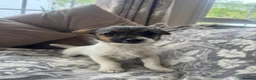 Jack Chi dogs for sale: Jack Russell x Chihuahua  - Advert 3