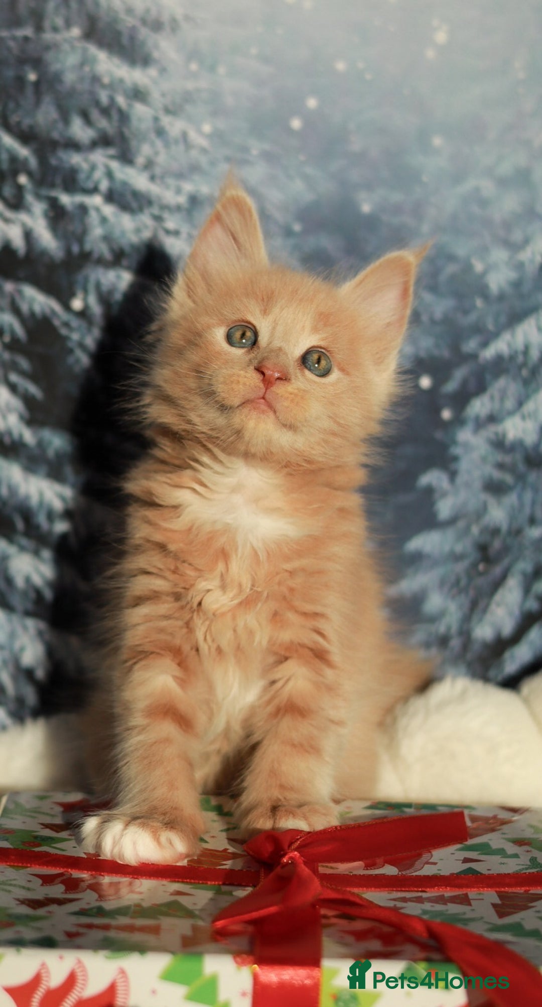 Maine Coon cats for sale: European line Mainecoon boy available.  - Advert 7