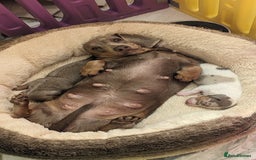 Miniature Dachshund dogs for sale: Long/short hair miniature dashound  - Image 5