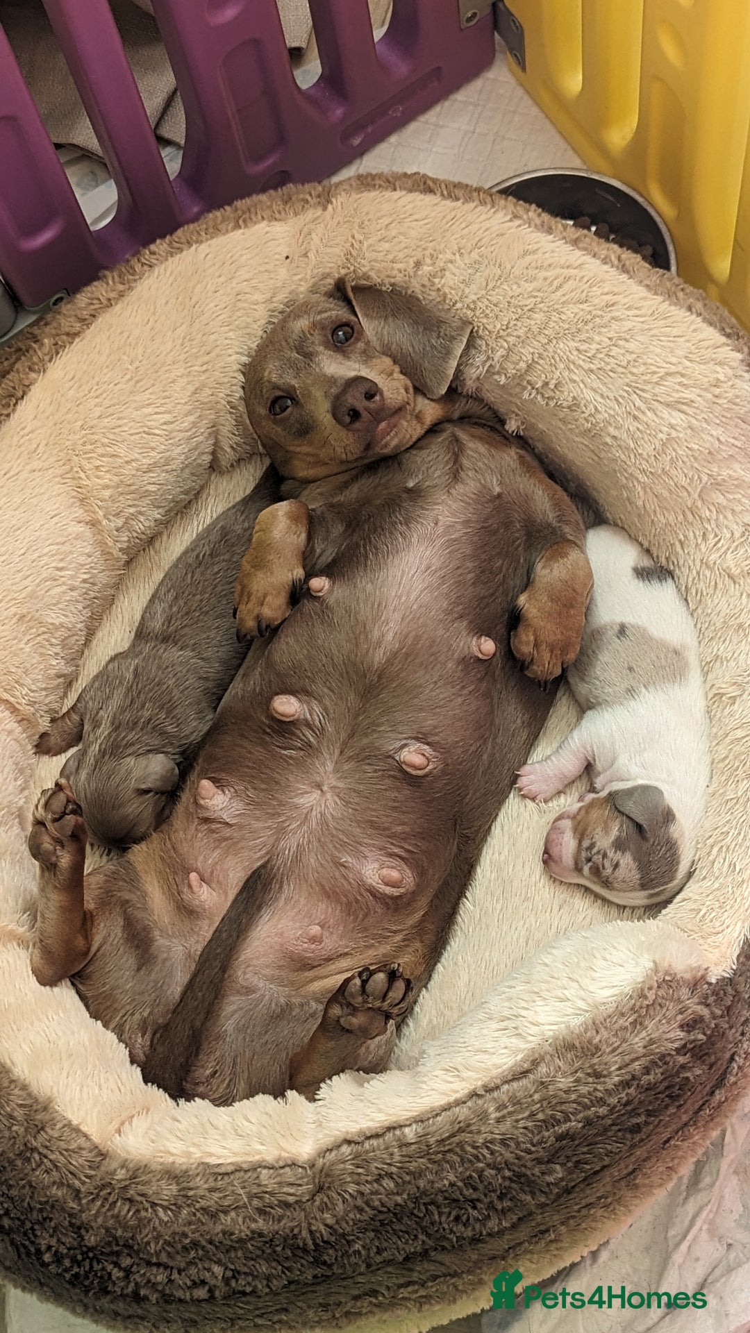 Miniature Dachshund dogs for sale: Long/short hair miniature dashound  - Image 5
