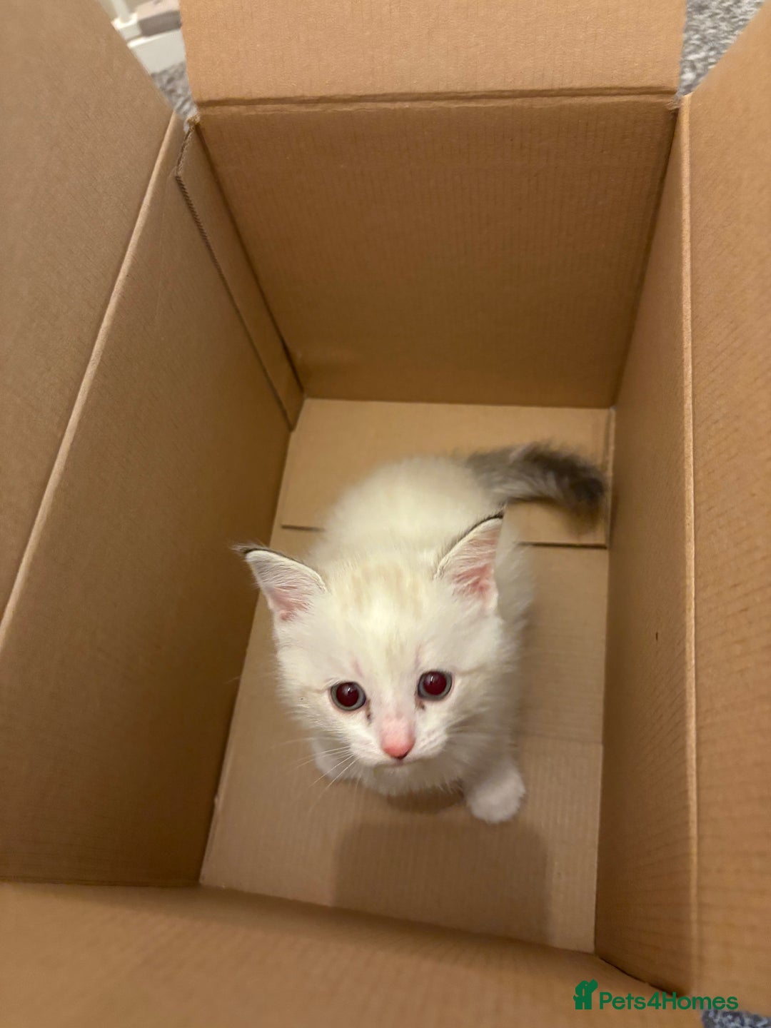 Mixed Breed cats for sale: Ragdoll cross kittens  - Advert 11