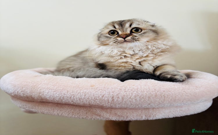 Scottish Fold cats - Advert 8
