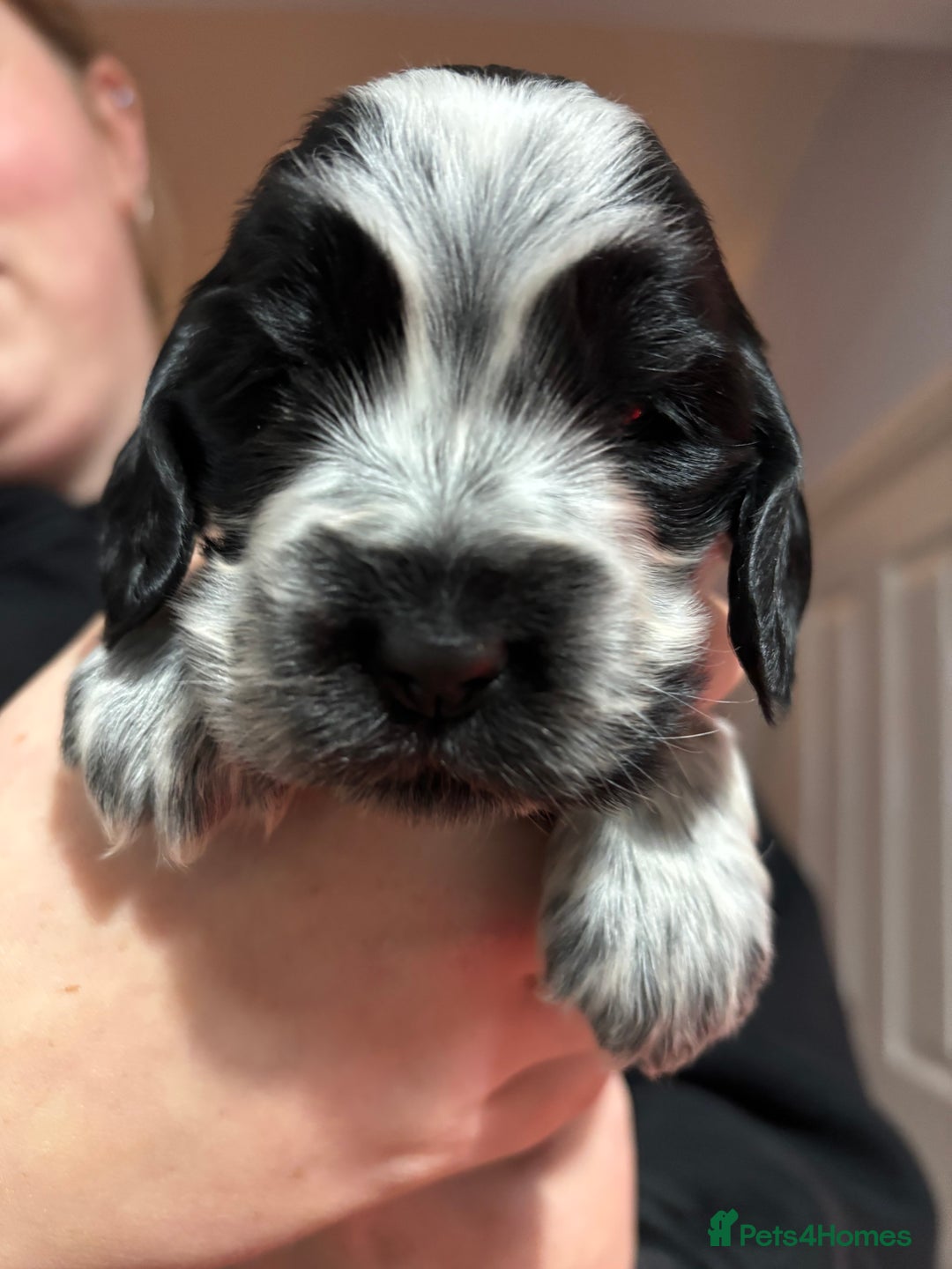 Cocker Spaniel dogs for sale: Show cocker spaniel puppies - Advert 5