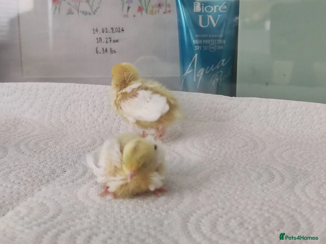 Mixed Breed birds for sale: Button Quail Chicks  - Advert 2