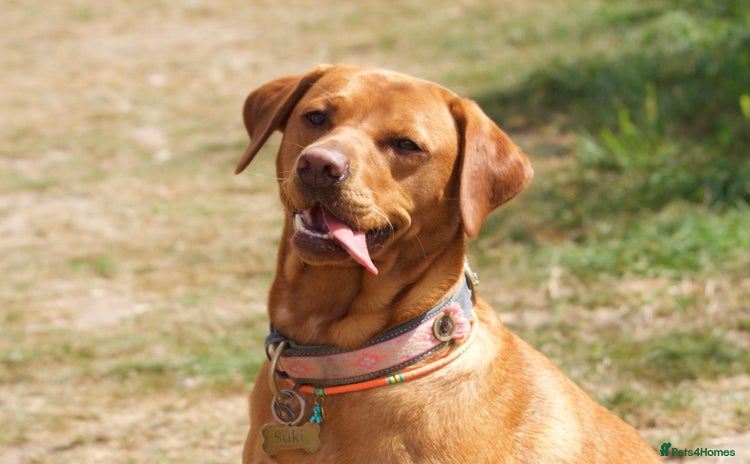 Labrador Retriever dogs - Advert 9