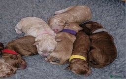 Maltipoo dogs for sale: F1b Maltipoo - Image 1