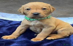 Labrador Retriever dogs for sale: Kennel Club Fox Red Labrador Puppies Health Tested - Advert 4