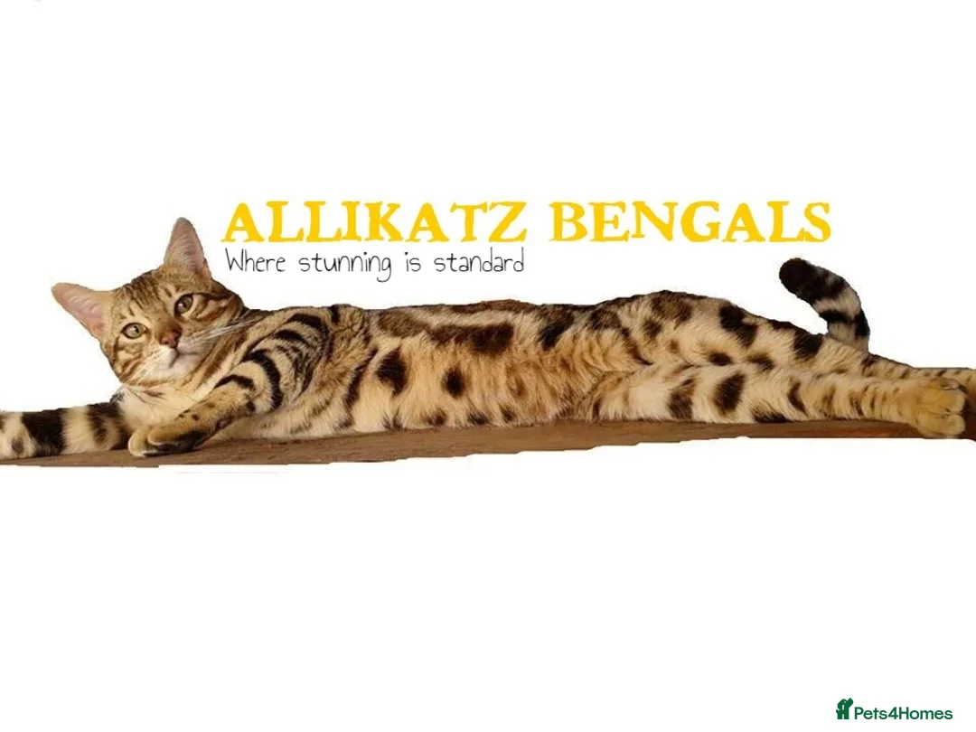 Bengal cats for stud: Quality T.I.C.A reg Bengal for stud SCOTLAND - Advert 7