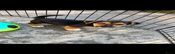 Jack Russell dogs for sale: Jack Russell's for sale in Slough - Advert 5
