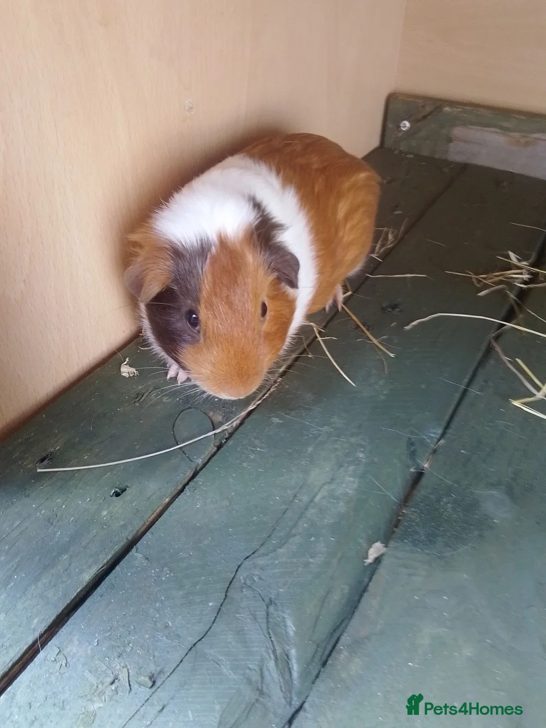 Guinea Pig rodents for sale: male guinea pigs - Advert 4