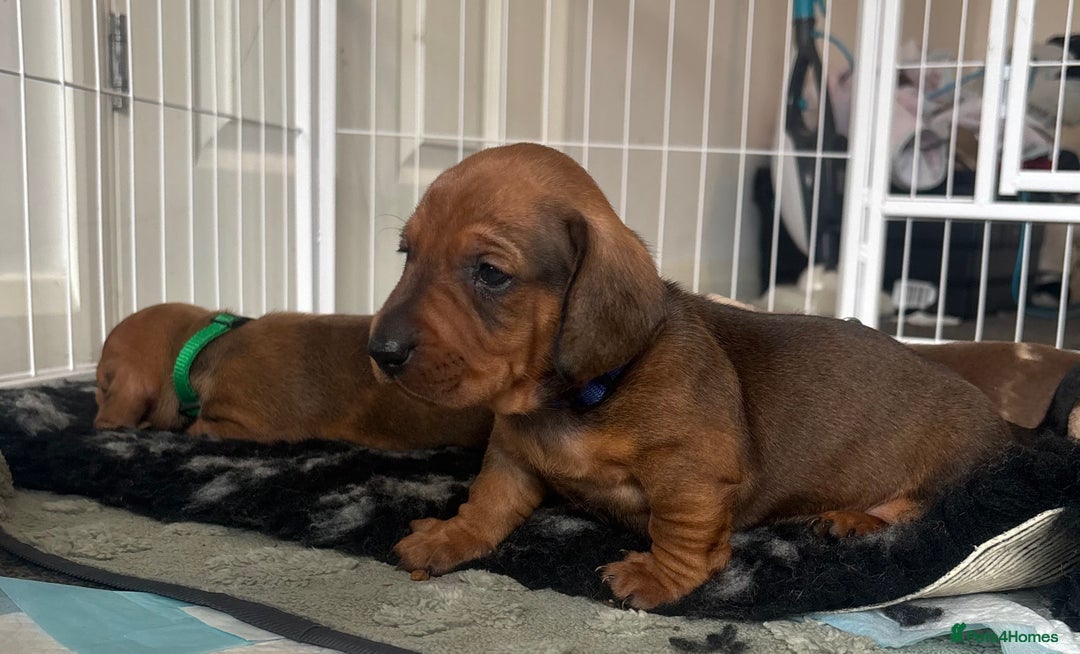 Dachshund dogs for sale: Beautiful dachshund puppies  - Image 33