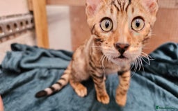Bengal cats for sale: Cuddly charity donation show quality pay monthly - Image 4