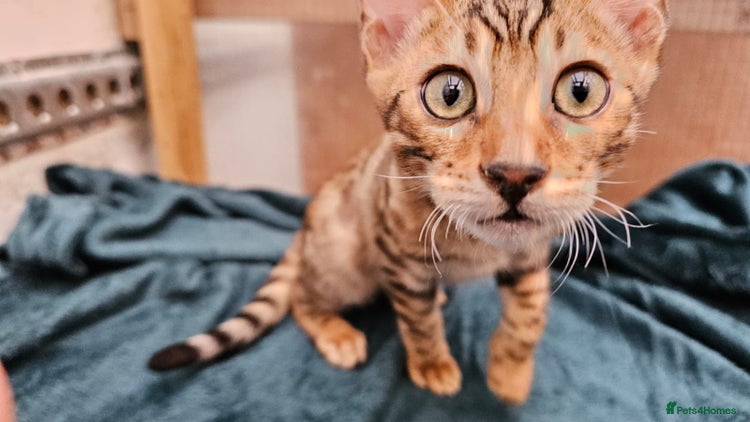 Bengal cats - Advert 13