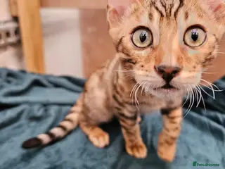 Bengal cats Guaranteed to be Cuddly *Breed quality* - Advert 8
