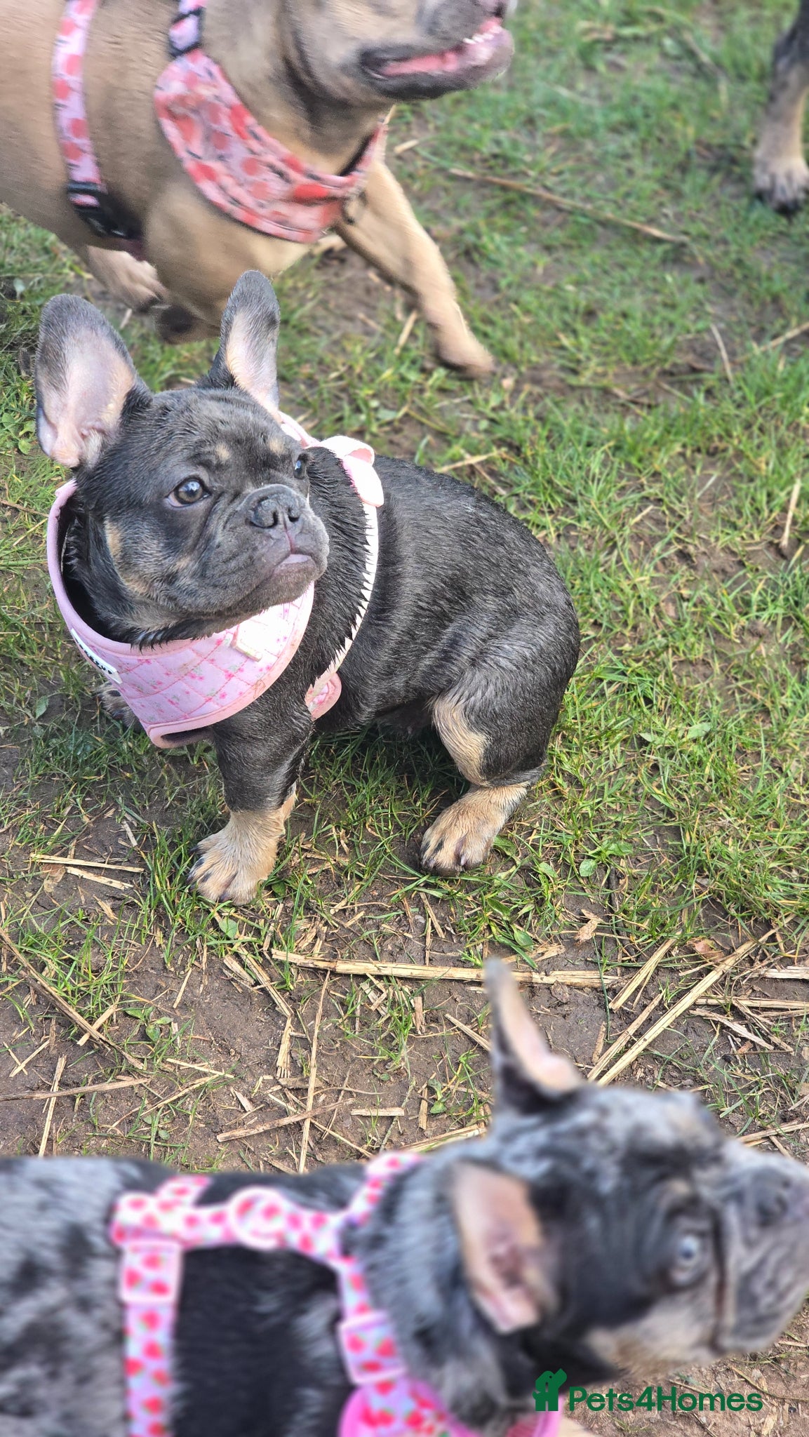 French Bulldog dogs for sale: 7 month old french bulldog girls 🩷 - Advert 4
