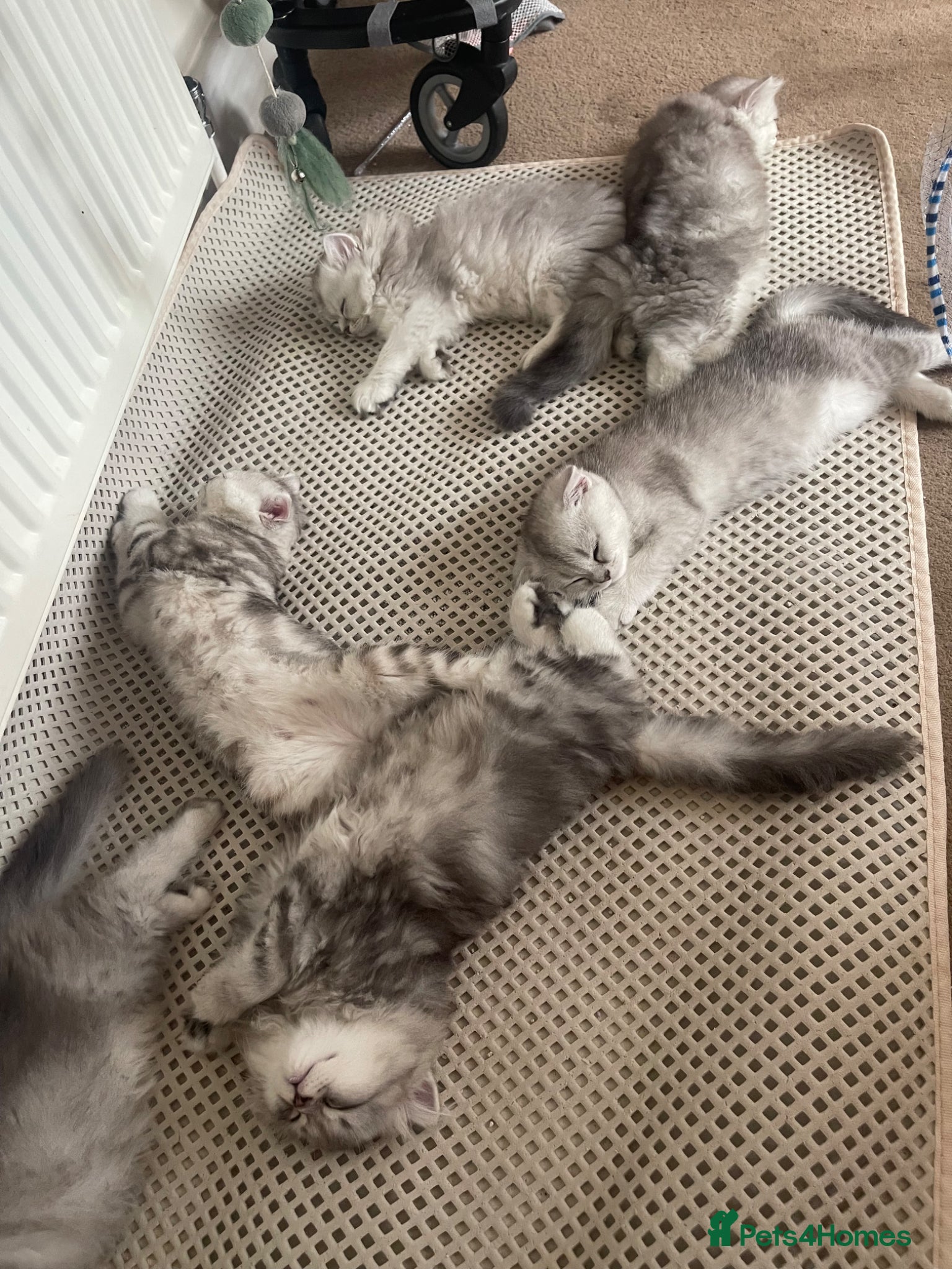 Scottish Fold cats for sale: Scottish Fold/Straight - Advert 3