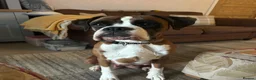 Boxer dogs for sale: Adorable Boxer Pups - Advert 2