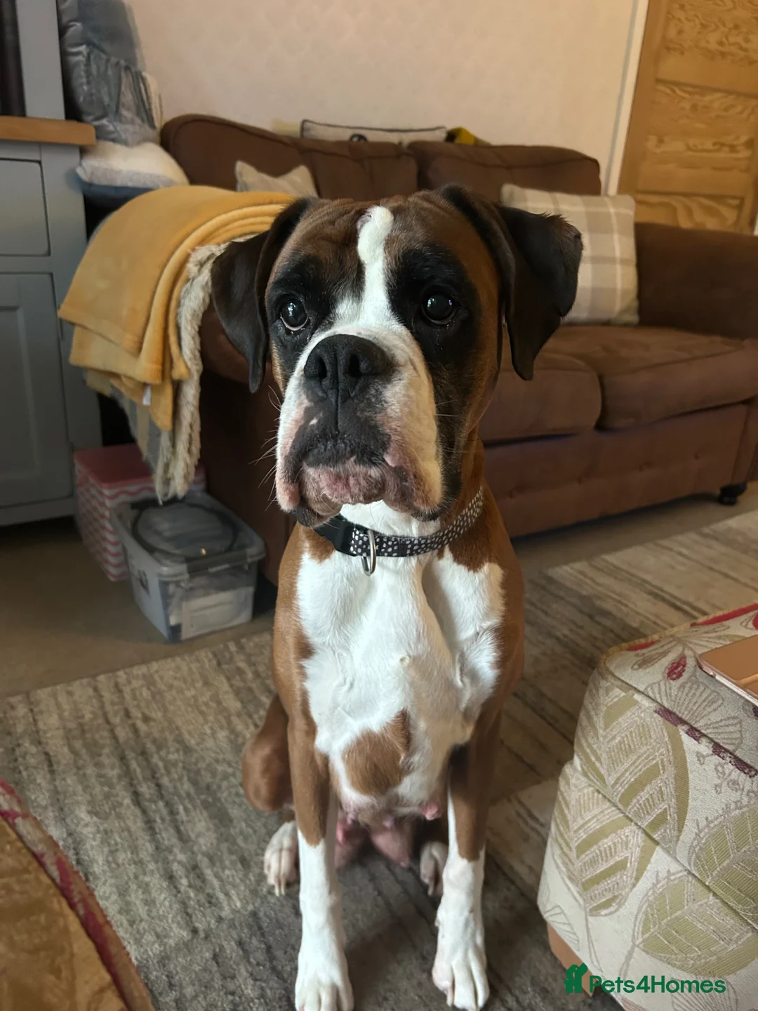 Boxer dogs for sale: Adorable Boxer Pups - Advert 2