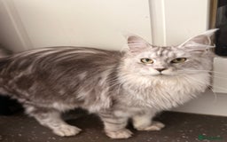 Maine Coon cats for sale: Maine coons ready to go  in Manchester - Image 13