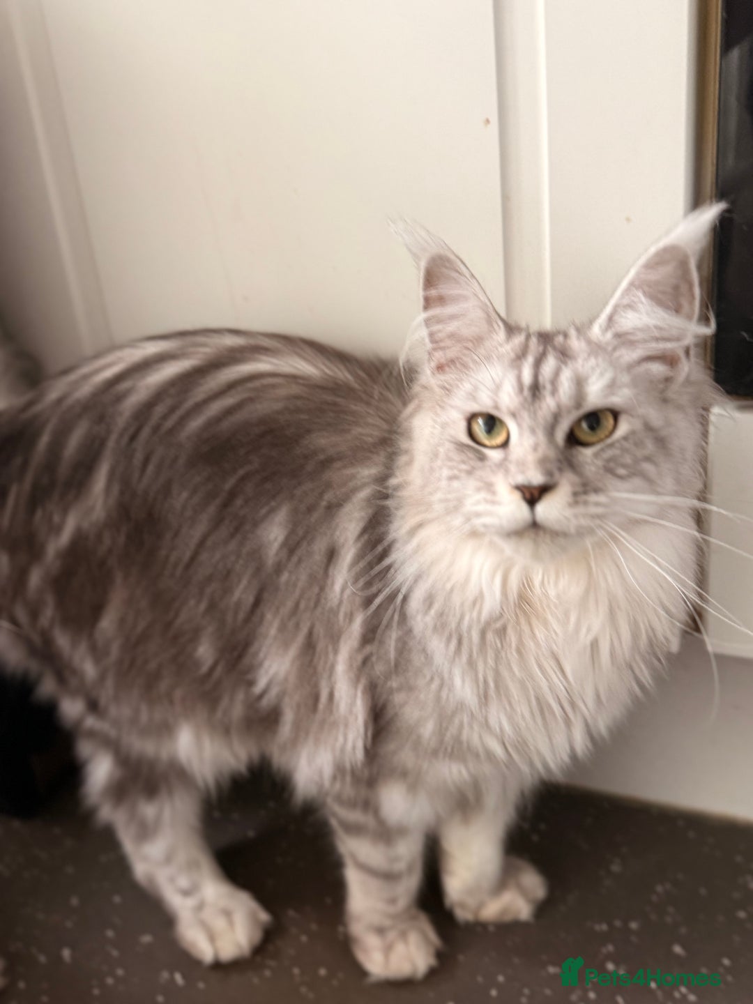 Maine Coon cats for sale: Maine coons ready to go  in Manchester - Image 13