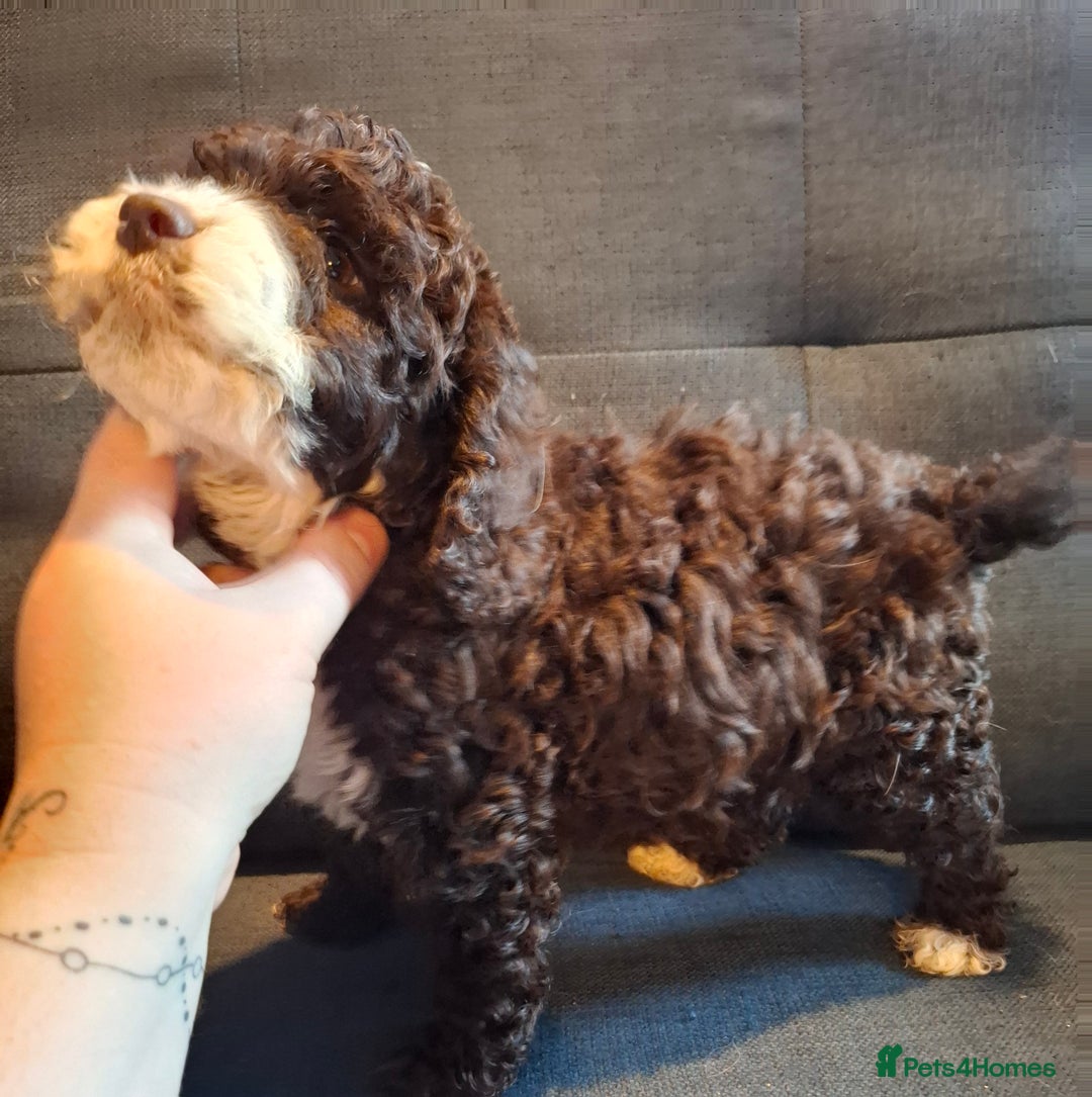 Cockapoo dogs for sale: F1b Health Tested Toy Cockapoo Puppies  - Advert 3