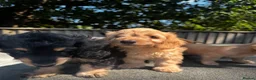 Doxiepoo dogs for sale: Doxiepoos Miniature dachshund x toy poodle  - Advert 14