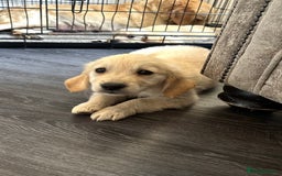 Golden Retriever dogs for sale: Adorable golden retrievers - Image 32