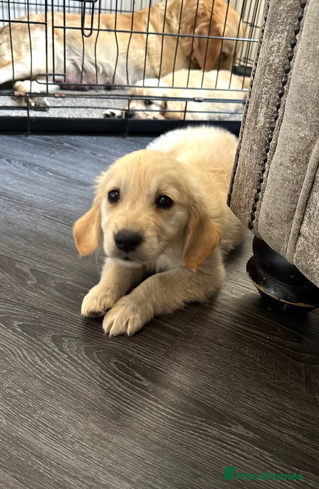 Golden Retriever dogs for sale: Adorable golden retrievers - Image 32