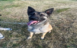 Belgian Shepherd Dog dogs for sale: Beautiful Female Malinois  - Image 1