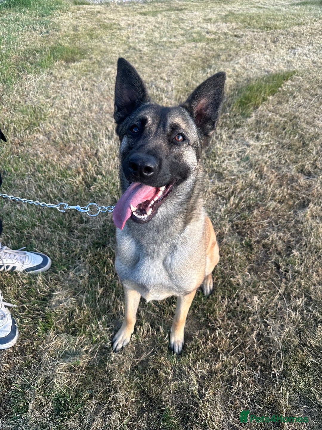 Belgian Shepherd Dog dogs for sale: Beautiful Female Malinois  - Image 1