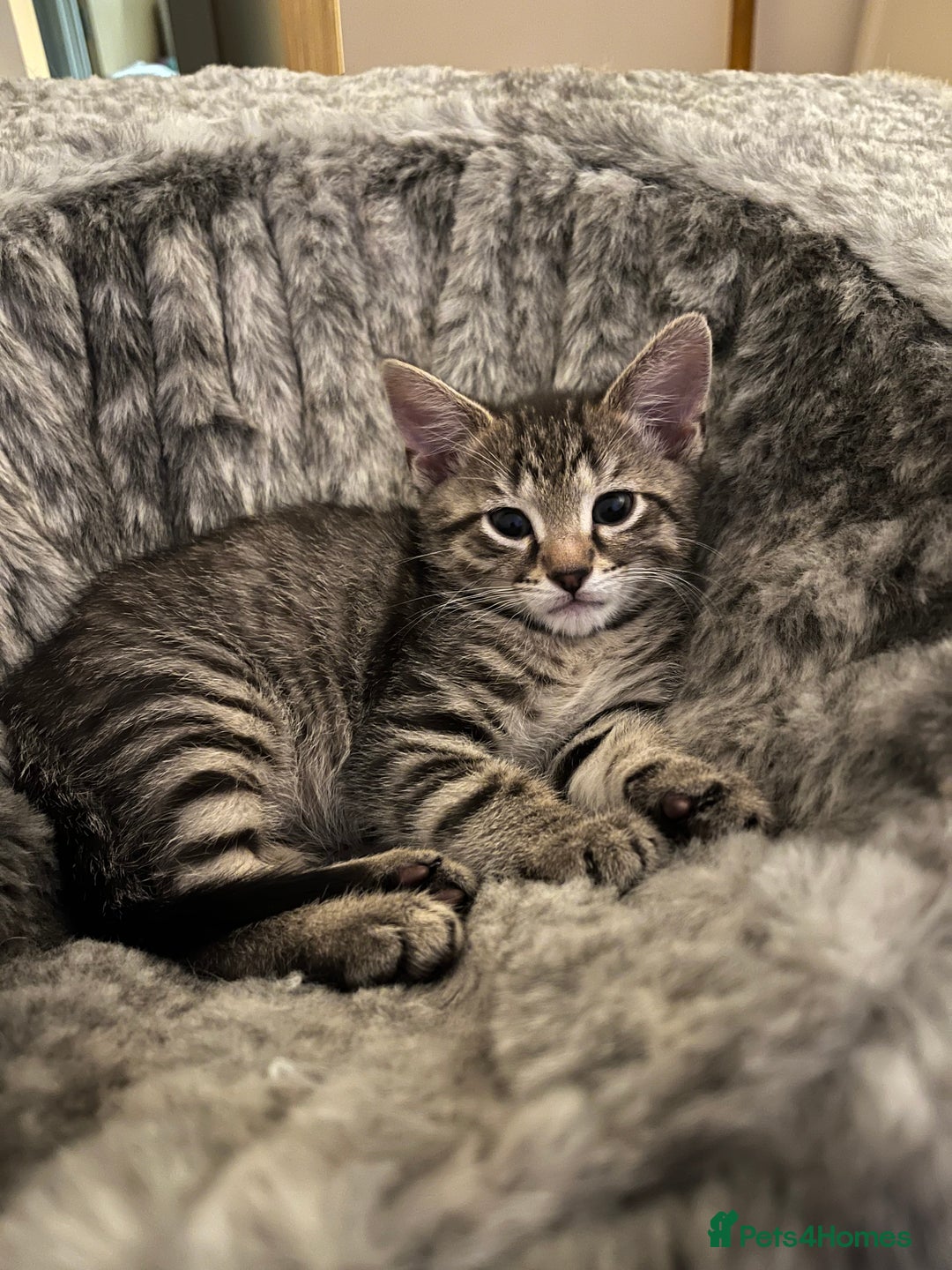 Mixed Breed cats for sale: 3 lovely kittens ready for their new homes 🥰 - Advert 12