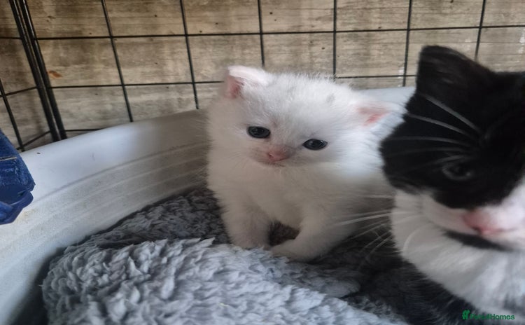 British Shorthair cats - Advert 12