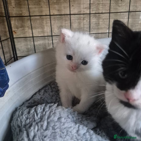 British Shorthair cats - Advert 12