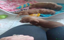 Cockapoo dogs for sale: F1 cockapoo puppies - Image 13