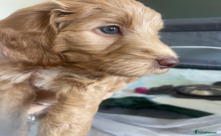 Cockapoo dogs - Advert 7