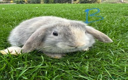 Mini Lop rabbits for sale: Mini Lop Rabbits For Sale  - Image 20