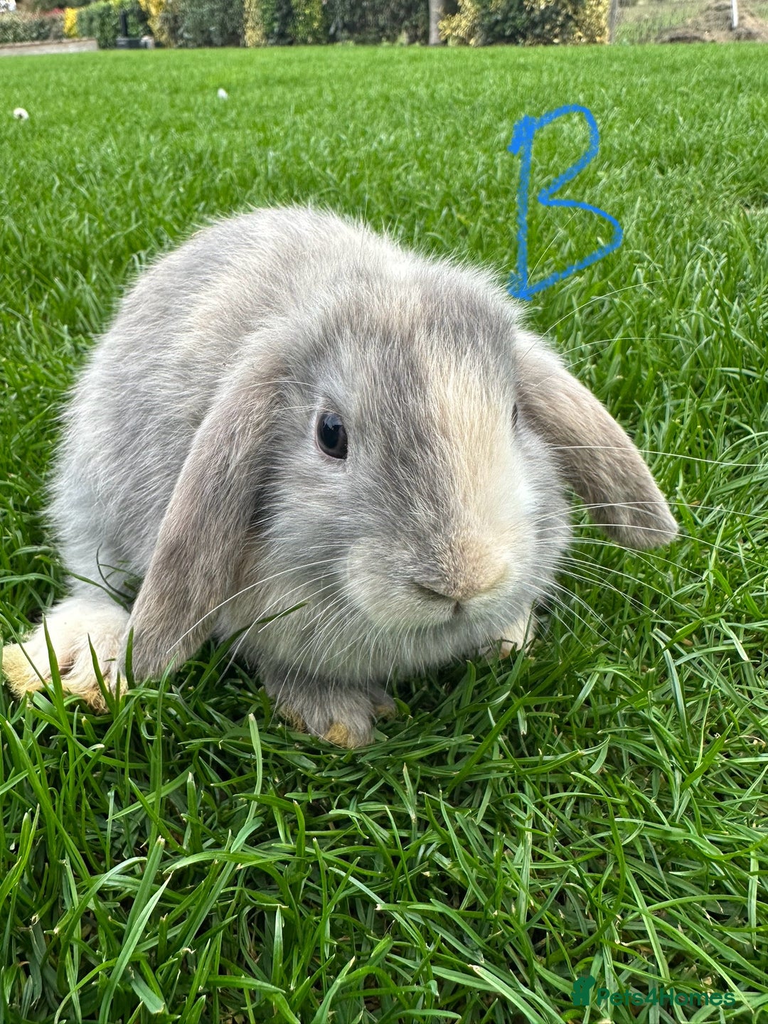 Mini Lop rabbits for sale: Mini Lop Rabbits For Sale  - Image 20