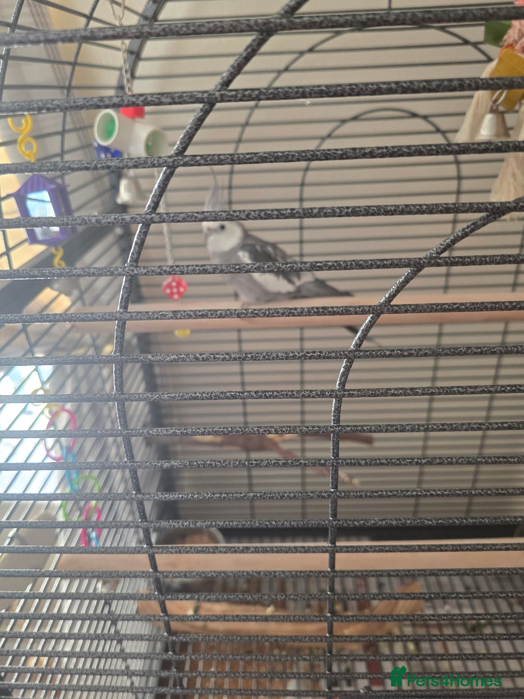 Cockatiels birds for sale: Cage and bird  - Advert 3