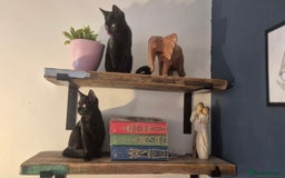 Mixed Breed cats for sale: 2 beautiful kittens for sale in Southampton - Image 5