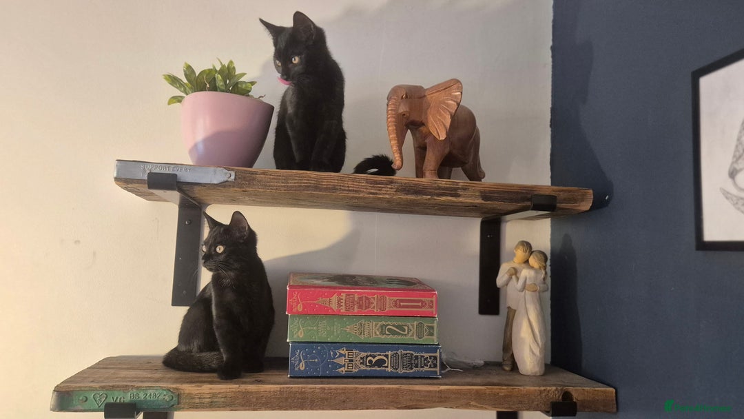 Mixed Breed cats for sale: 2 beautiful kittens for sale in Southampton - Image 5