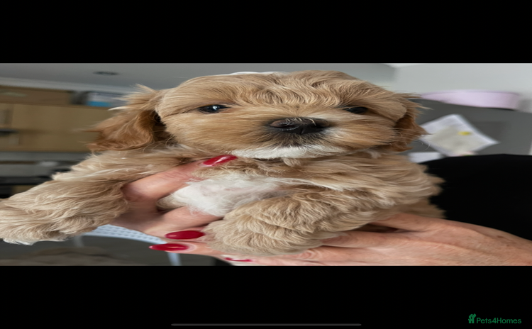 Maltipoo dogs - Advert 13