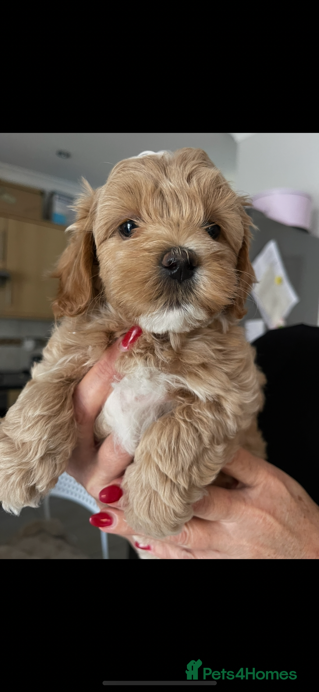 Maltipoo dogs for sale: Maltipoo puppies for sale  - Image 1