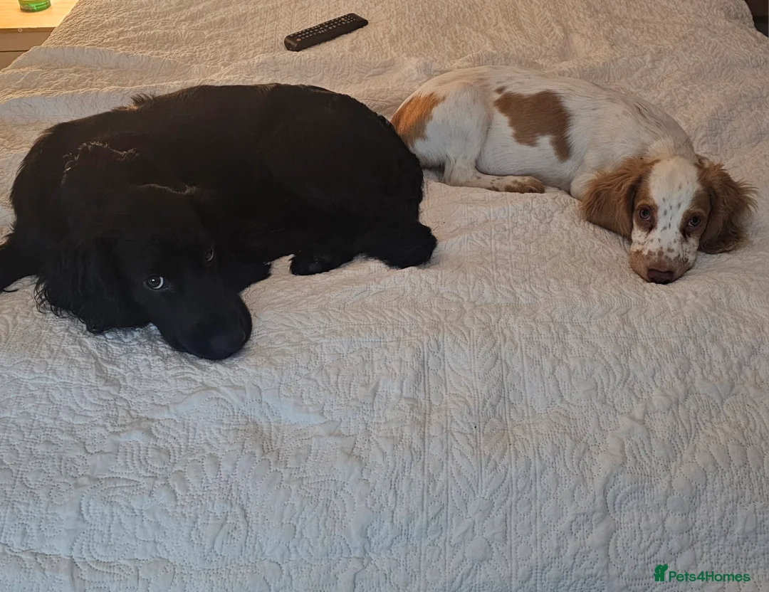 Cocker Spaniel dogs for sale: 2 cockerspaniels for rehoming together - Advert 10