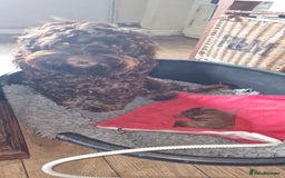 Cockapoo dogs for sale: F1b Cockapoo Puppy Male Red - Image 10